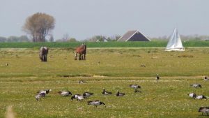 paardencoaching